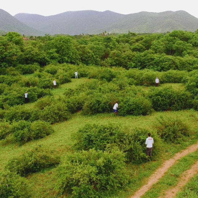polpas-de-frutas-portugal-2.jpg